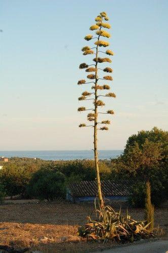 Masia Bartomeu Rural House Between Vineyards 2Km From The Beach El Vendrell Exterior photo